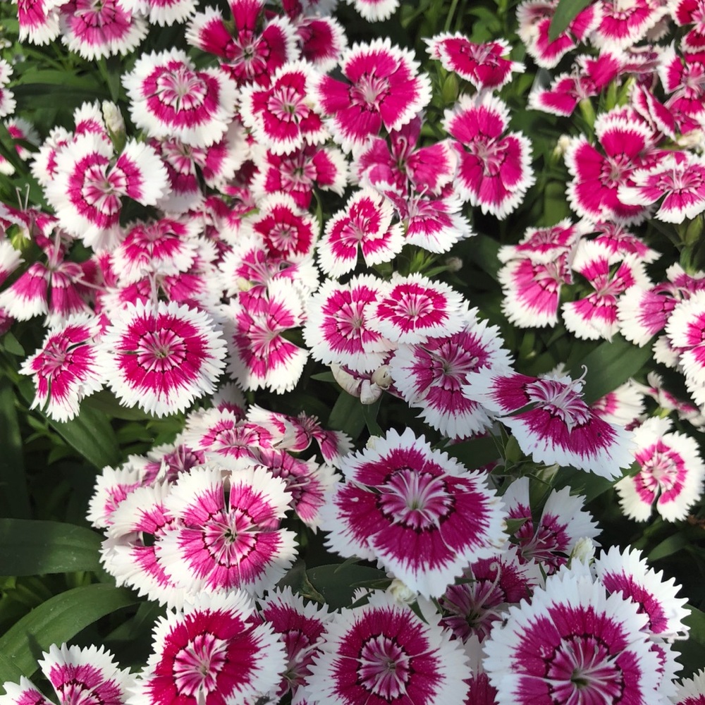 Meet your Posher, Chrisa